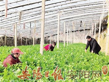 韩庄镇：日光温棚成农民增收“摇篮”