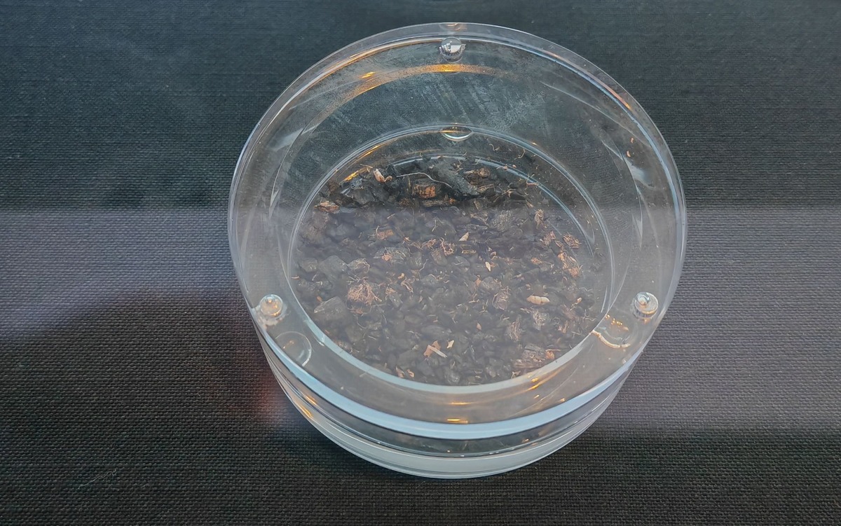 葡萄是西汉张骞从西域引进的，为什么二里头夏都遗址能发现碳化的葡萄？