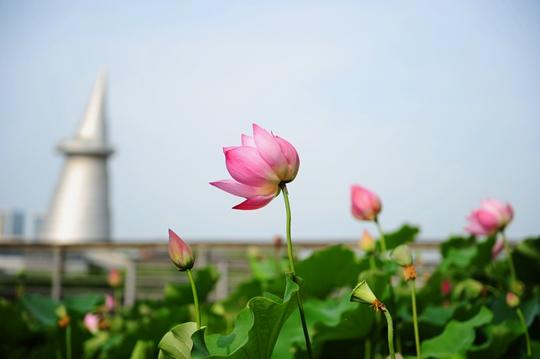 绿博园：花红柳绿翠意浓 夏日旅游正当时