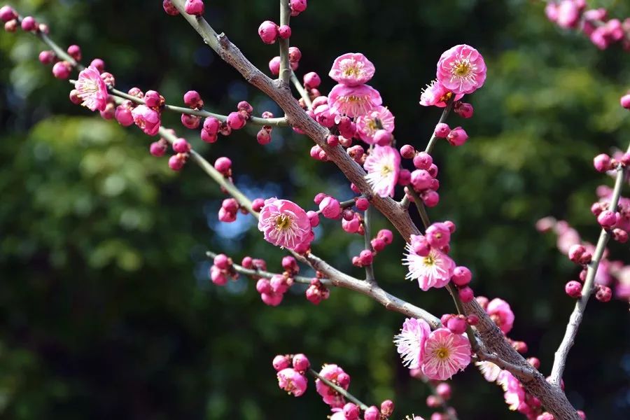 【行走河南·读懂中国】盘点济源踏青赏花好去处