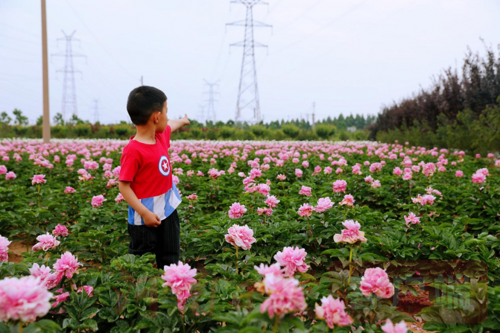 实时“云赏花”！洛龙芍药花海向市民游客免费开放