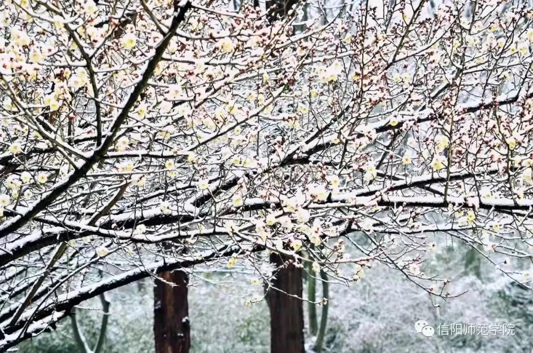 瑞雪兆丰年！你那里下雪了吗？