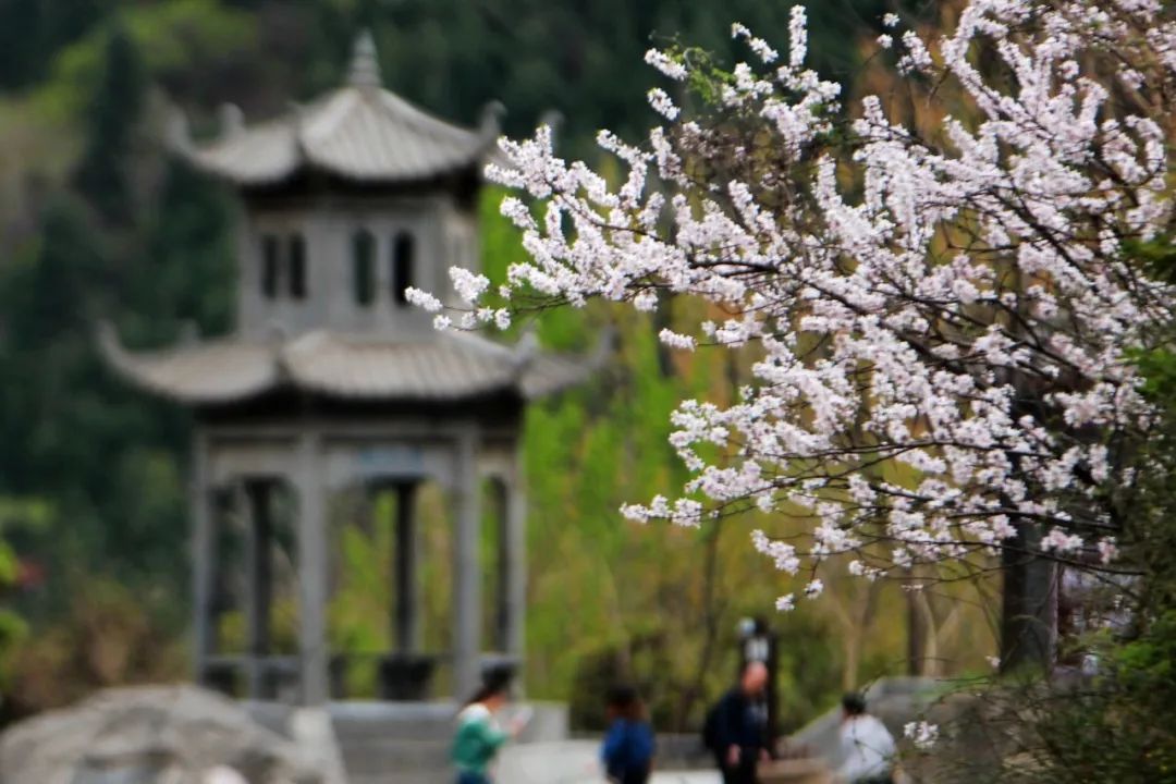 行走河南·读懂中国｜神农山邀您共赴春景