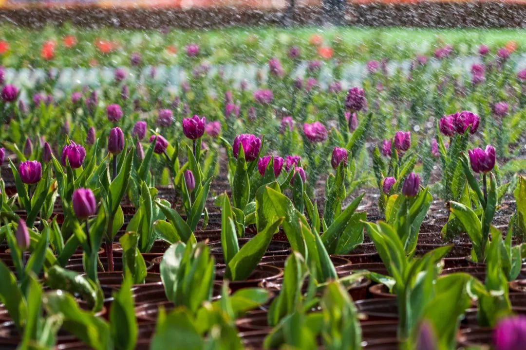 行走河南·读懂中国丨奔赴鸡冠洞郁金香花海