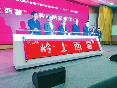 伊川县“岭上西薯”开启品牌化新征程
