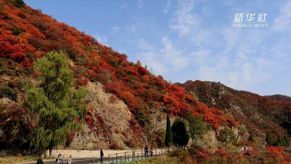 【行走河南·读懂中国】秋到王屋山 看漫山红叶醉秋色