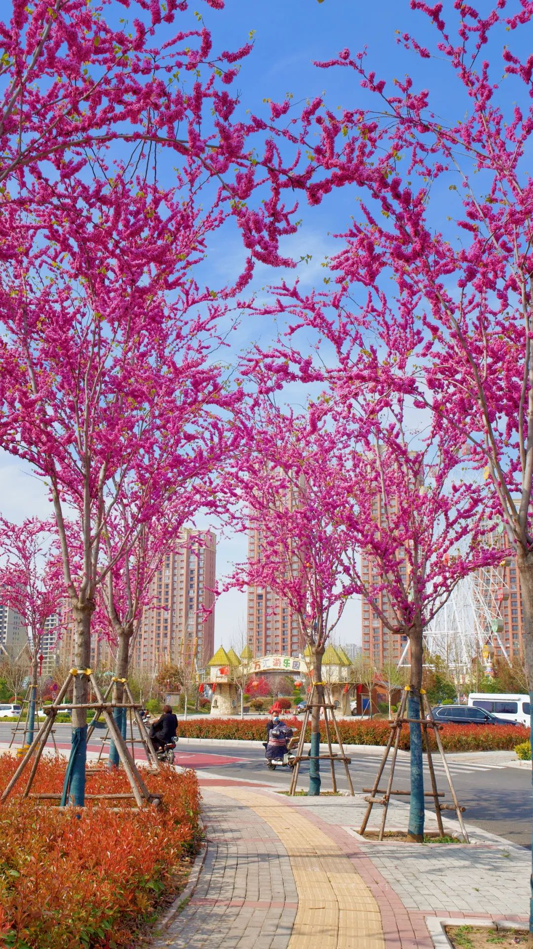 行走河南读懂中国丨汝州花海穿越之旅紫荆花