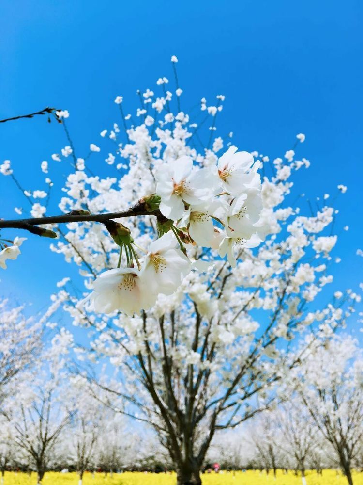 河南荥阳古柏渡丰乐樱花园3月1日开园