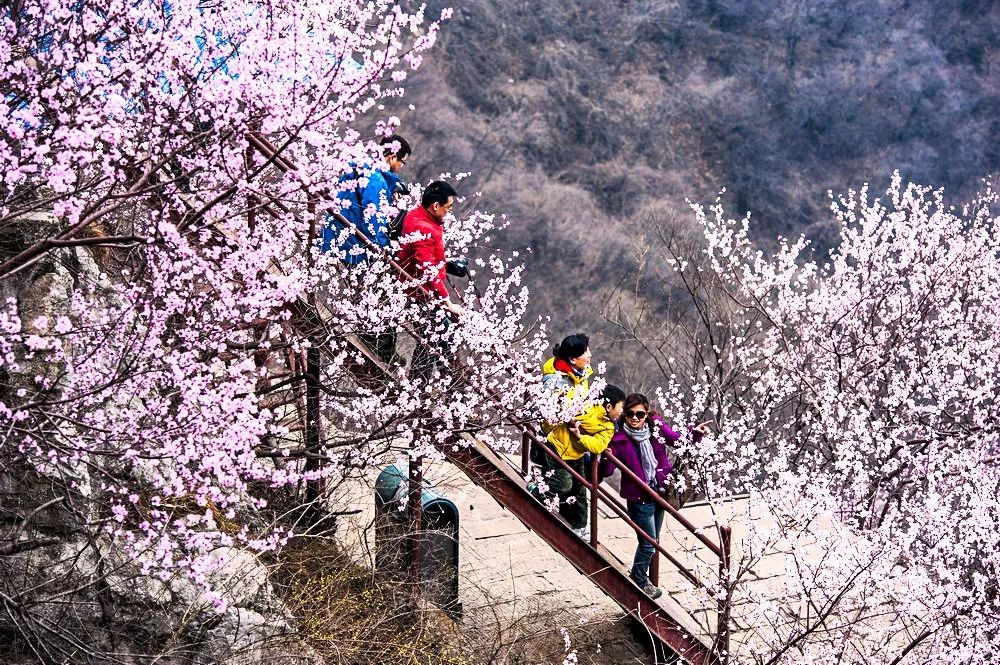 行走河南·读懂中国｜青天河浪漫赏花之旅即将开启