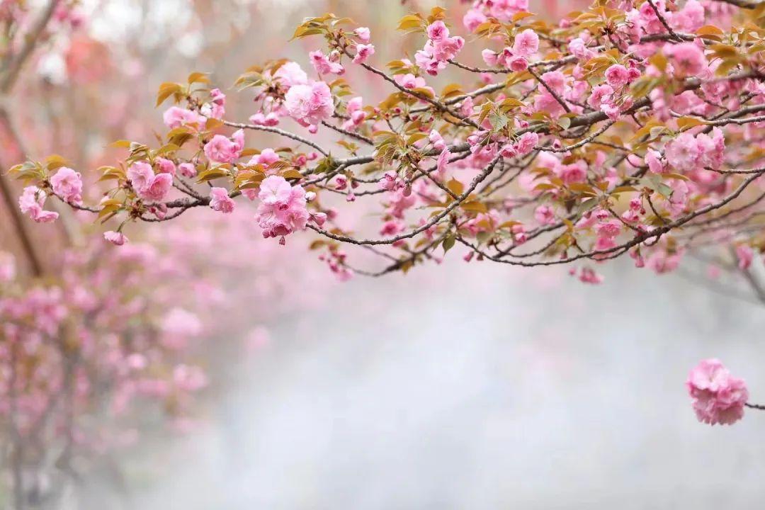 每年4月鹤壁市各处樱花竞相绽放,尤以淇滨区华夏南路的"樱花大道"最为