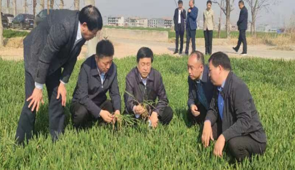 【商丘市】商丘市农业农村局局长袁其杰调研当前春季麦田管理等工作