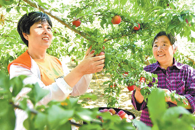 杏李丰收果农乐