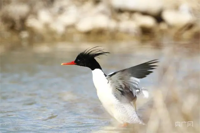 世界环境日｜从到访丹江湿地的鸟中“国宝” 见证水源地生态环境的稳中向好