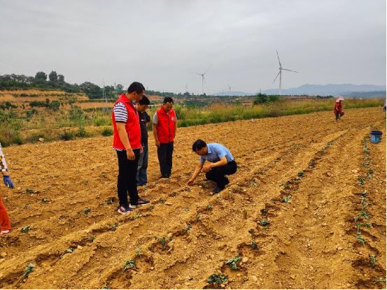 【三门峡市】推广新品种新技术  助力农业产业振兴