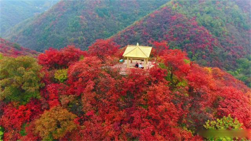 三门峡陕州区漫山红叶流连忘返