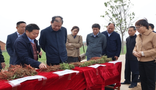 【三门峡市】国家丹参联合攻关工作推进会暨规范化生产观摩会在我市举办