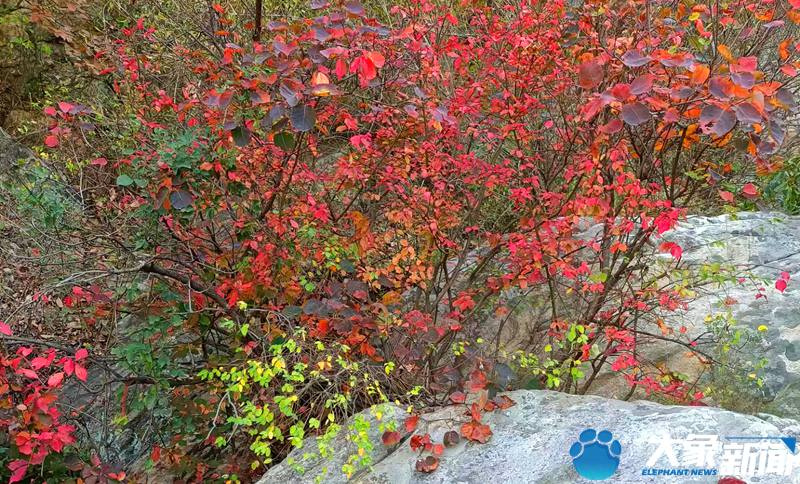 【行走河南·读懂中国】<br>嵩山：漫山红叶正当时 屏赏万里醉人秋色