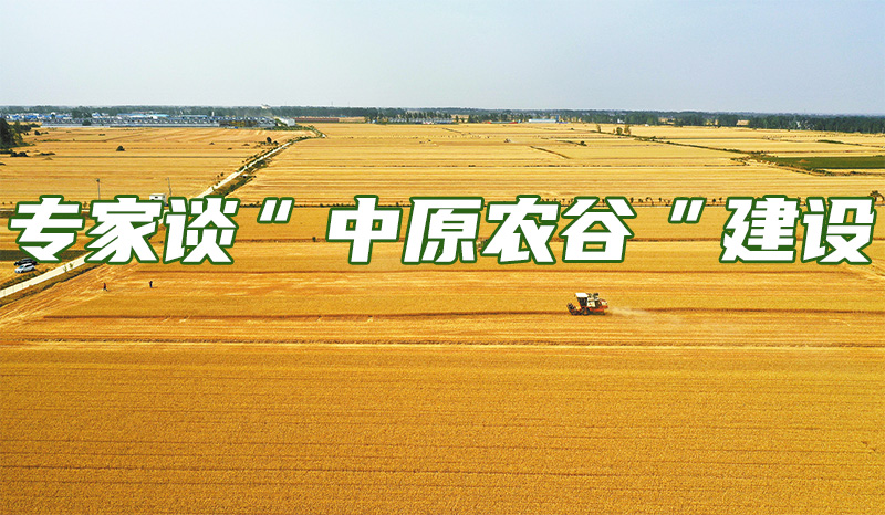 農大專家暢想“中原農谷”：中國飯碗里能裝更多河南糧