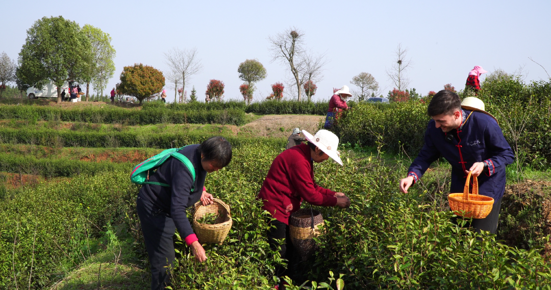 外国人眼中的河南品牌③丨河南茶香飘世界 信阳毛尖“圈粉”外国小伙儿