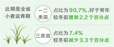 一二类苗占比90.7% 河南省小麦苗情好于常年