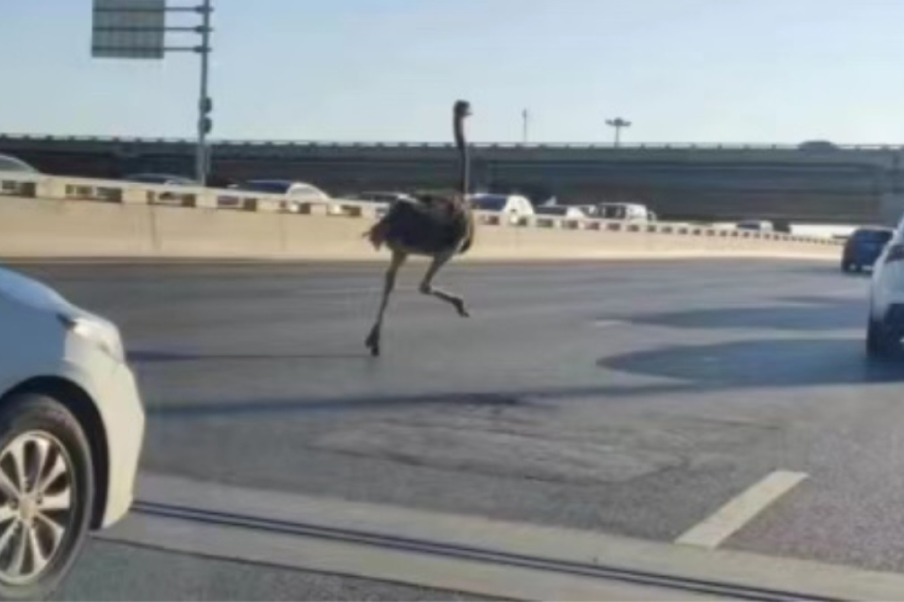 Ostrich bolts down city highway in China, breeder apologizes