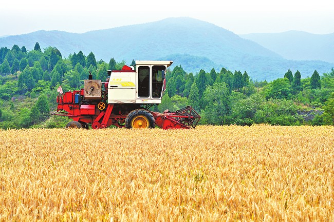 Harvest Scene in Qixian