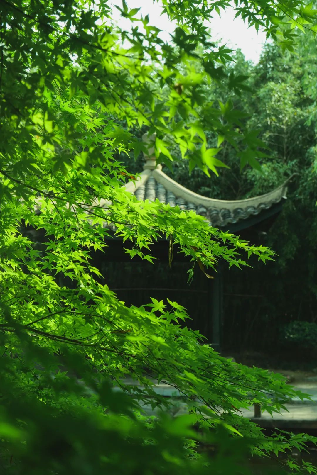 行走河南·读懂中国丨感受绿博园夏日的魅力