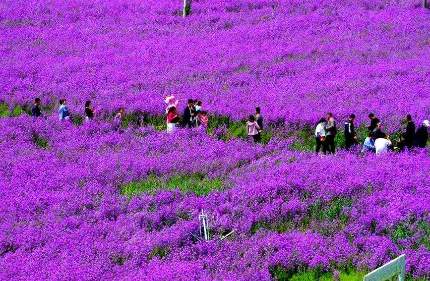 【行走河南·读懂中国】驻马店：百亩紫色油菜花海醉游人