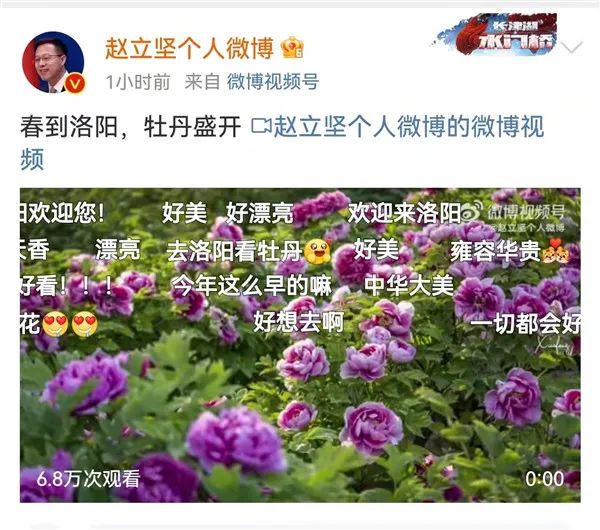 【行走河南·读懂中国】外交部发言人赵立坚盛赞洛阳牡丹