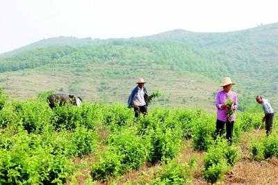 行走河南·读懂中国丨南阳：一花一草一水，涵养一座城