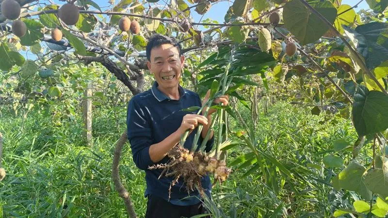 河南内乡：林下套种效益高