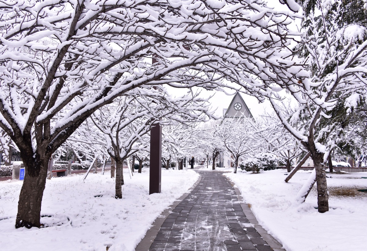 鹤壁：大地披银装，雪后画意浓