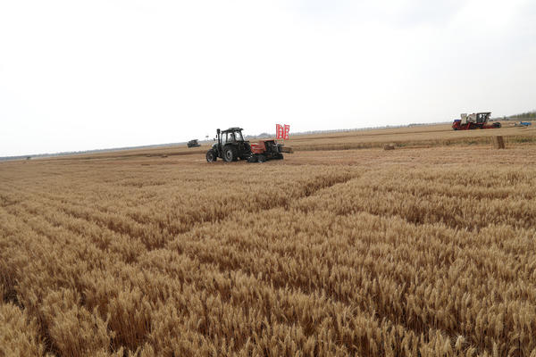 王国生到周口市调研“三夏”工作 认真学习贯彻全国两会精神 坚决扛牢国家粮食安全责任