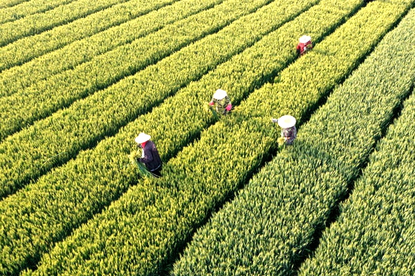 温县30万亩种田年产麦种1.5亿公斤 未来5年或翻番