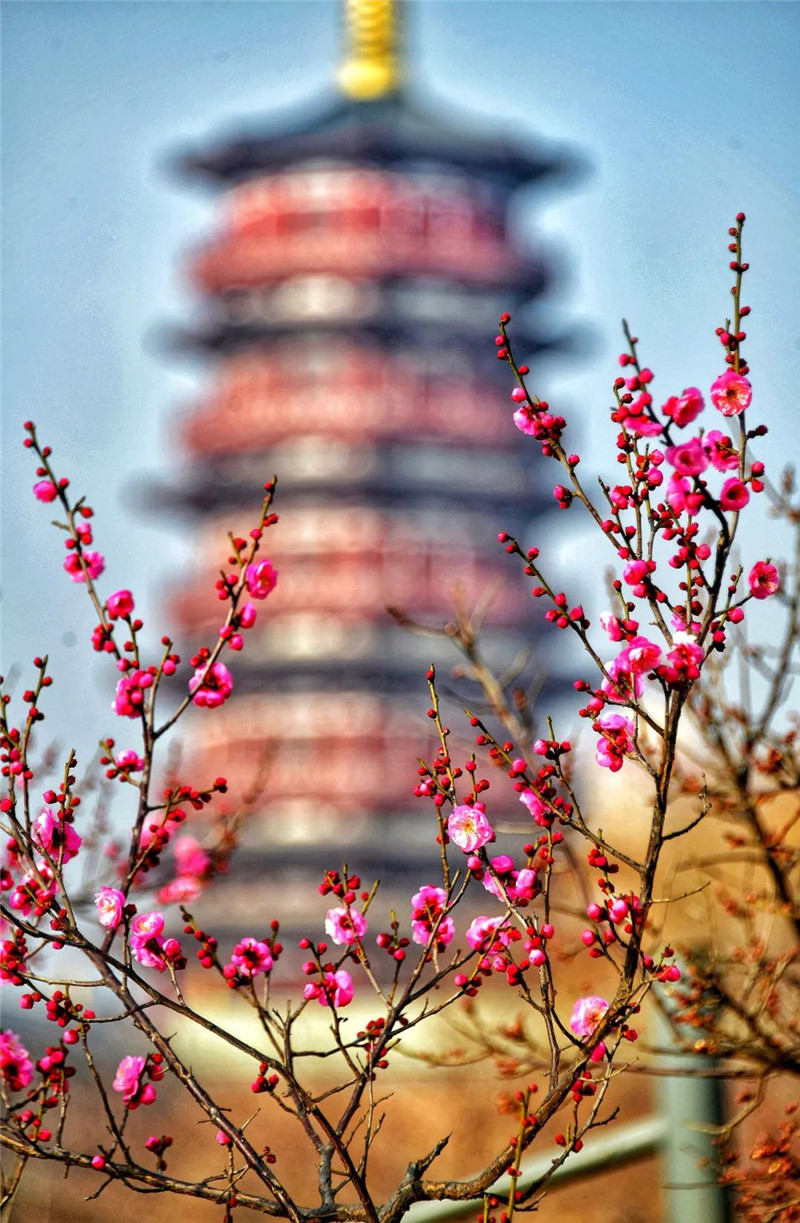 行走河南·读懂中国 | 洛阳：又到一年赏花时 洛城花事地图出炉