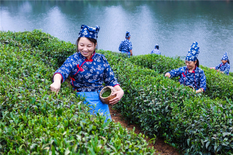 光山谷雨时节采茶忙