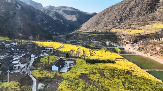 行走河南·读懂中国｜卢氏连翘花季14条精品赏花线路