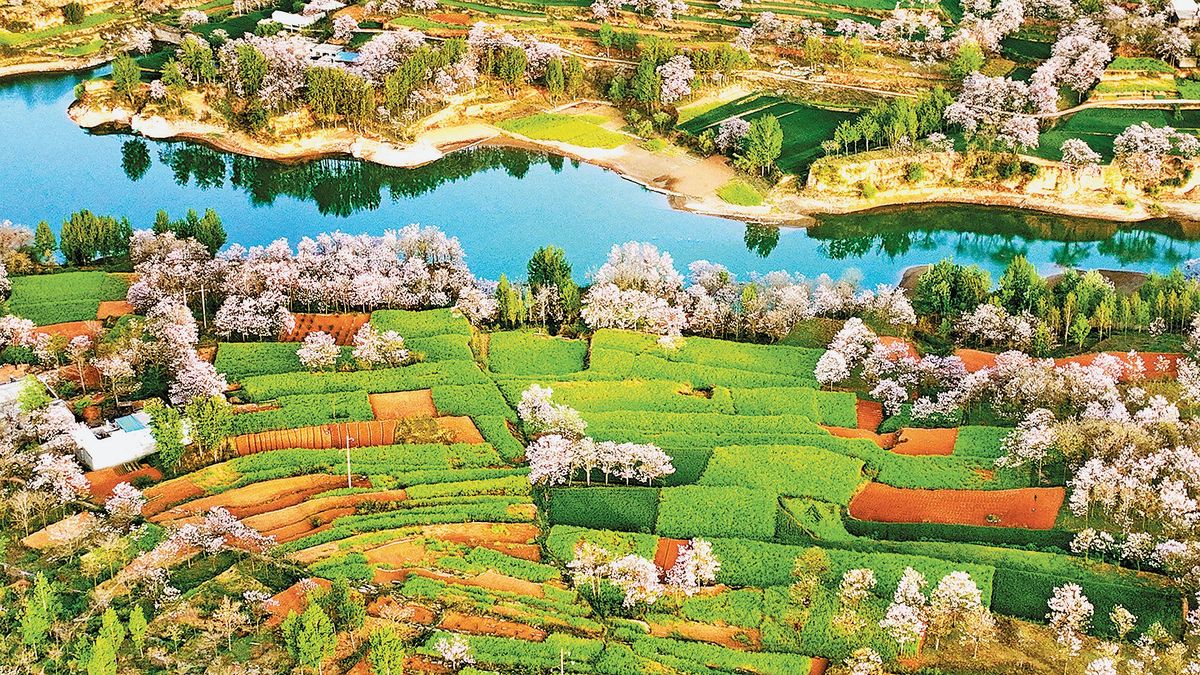 水木芳华