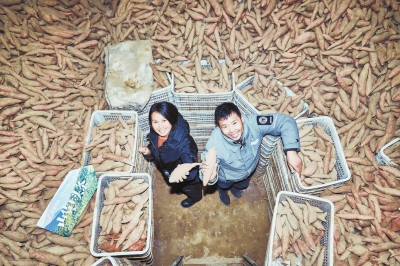 借短视频直播走向全国开封小蜜薯成“致富薯” 