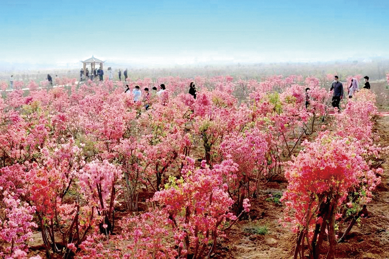 汝州春季旅游文化节系列活动攻略