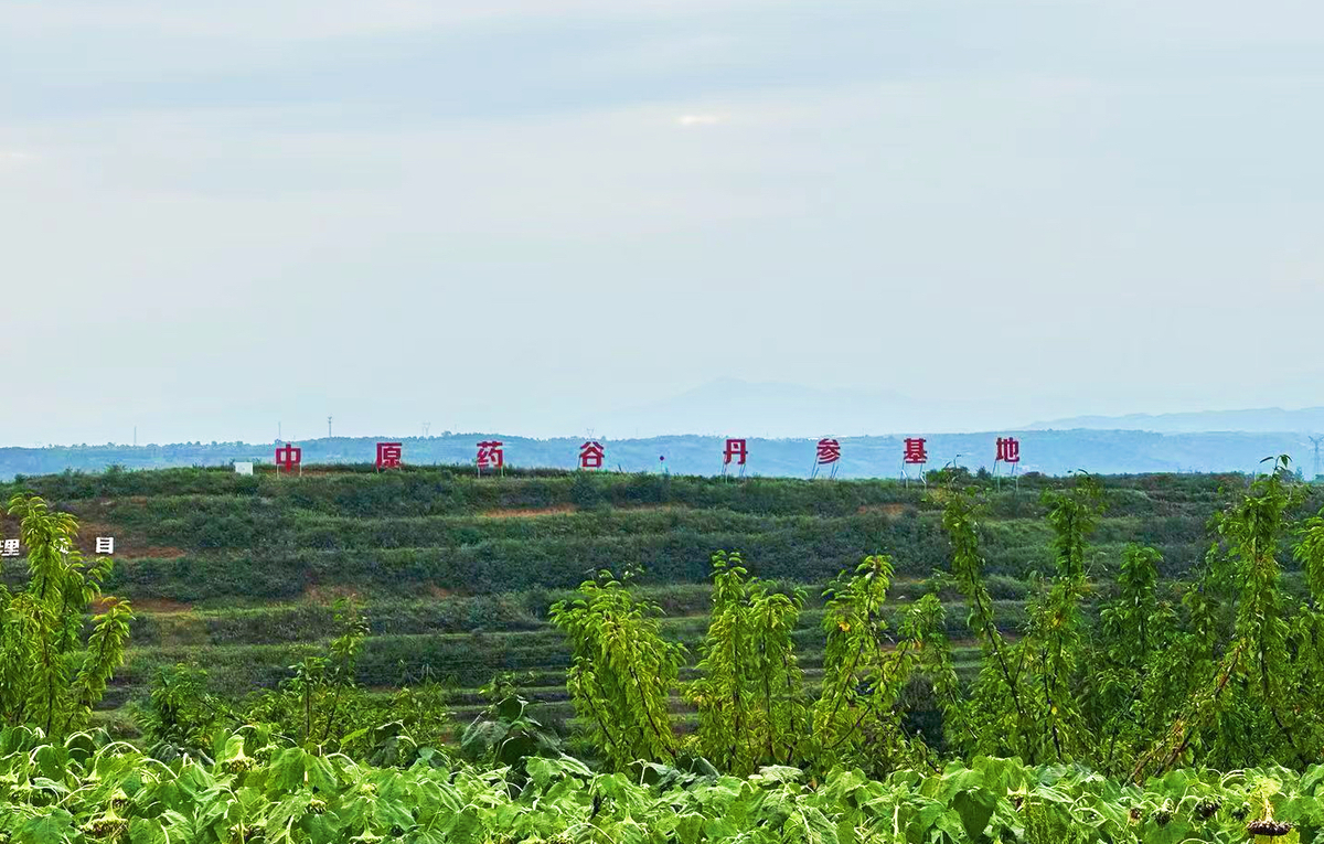 孙巍峰到洛阳调研片区化推进乡村建设工作