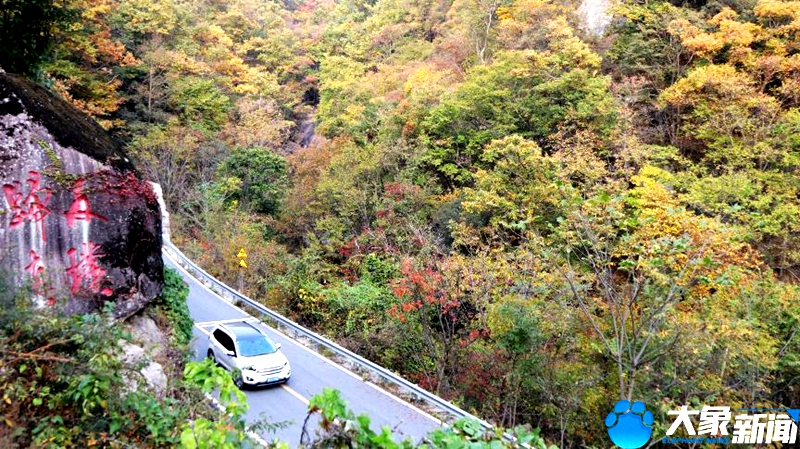 【行走河南·读懂中国】南阳宝天曼：漫山遍野秋色浓 醉美红叶入画来