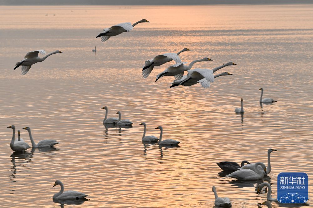三门峡迎来越冬天鹅
