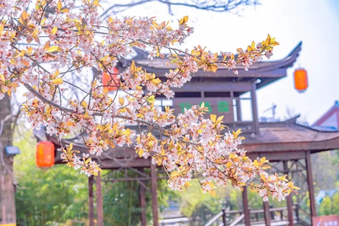 【行走河南·读懂中国】漯河市部分景区4月8日起恢复开放